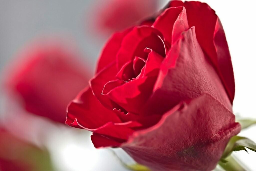 A close up of a red rose in a vase